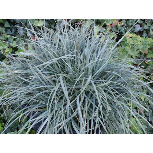 Carex panicea 'Pamira'