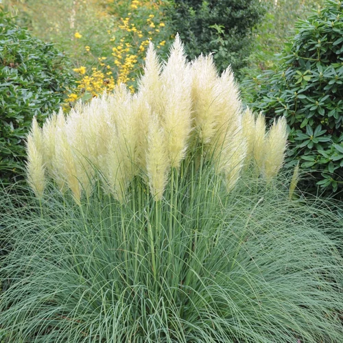 Cortaderia selloana 'Compacta'