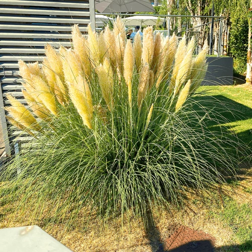 Cortaderia selloana 'Evita'
