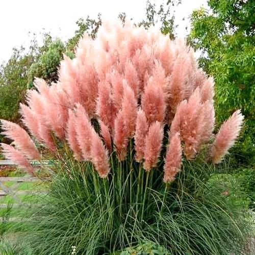 Cortaderia selloana 'Pink Feather'