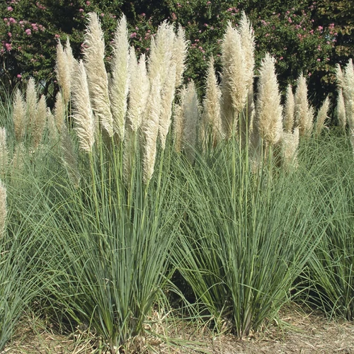 Cortaderia selloana 'Pumila'