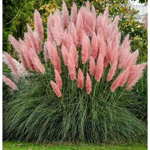 Cortaderia selloana 'Rosea'