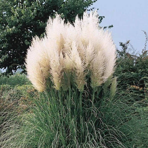 Cortaderia selloana 'White Plumes'