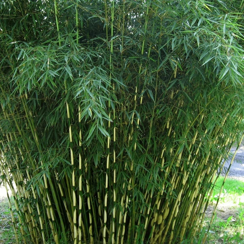 Fargesia robusta 'Formidable'