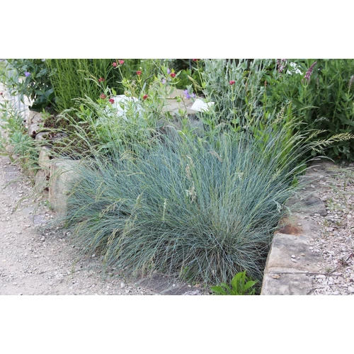 Festuca glauca 'Azurit'