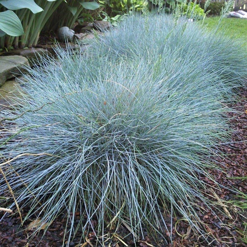 Festuca glauca 'Elijah Blue'