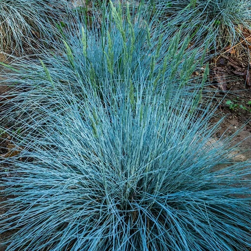 Festuca glauca 'Intense Blue'