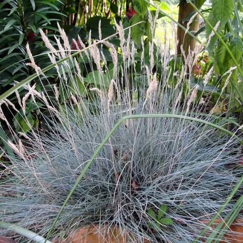 Festuca glauca 'Uchte'
