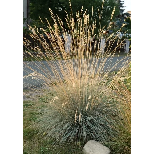 Helictotrichon sempervirens 'Saphirsprudel'