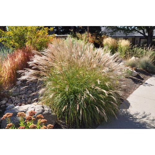 Miscanthus sinensis 'Adagio'