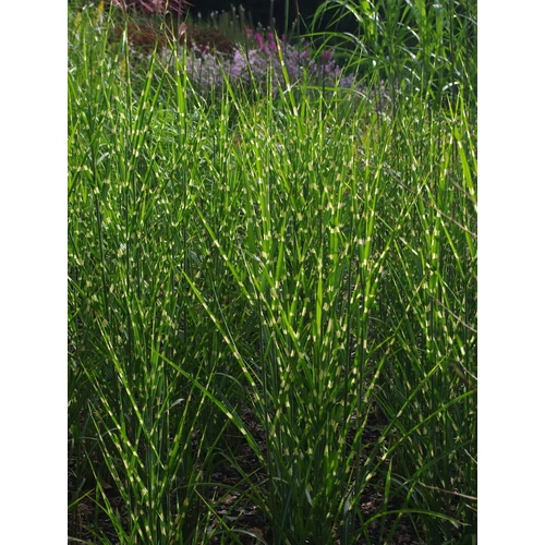 Miscanthus sinensis 'Strictus'