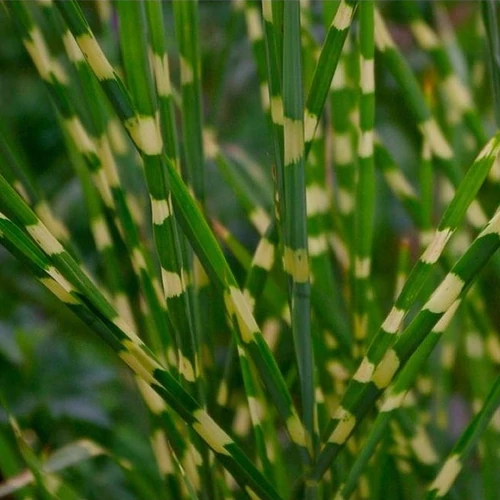Miscanthus sinensis 'Strictus Dwarf'