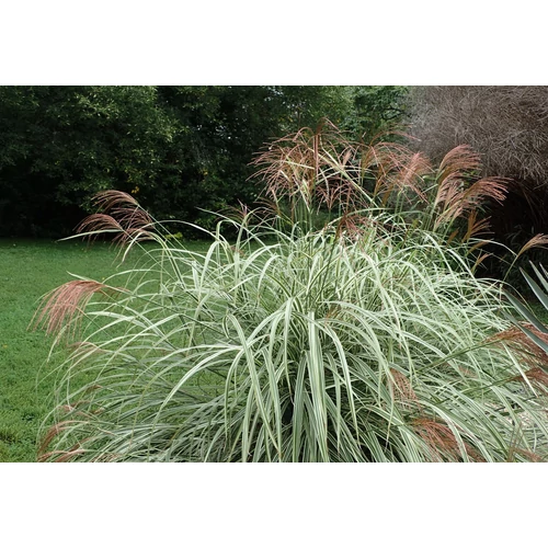 Miscanthus sinensis 'Variegatus'