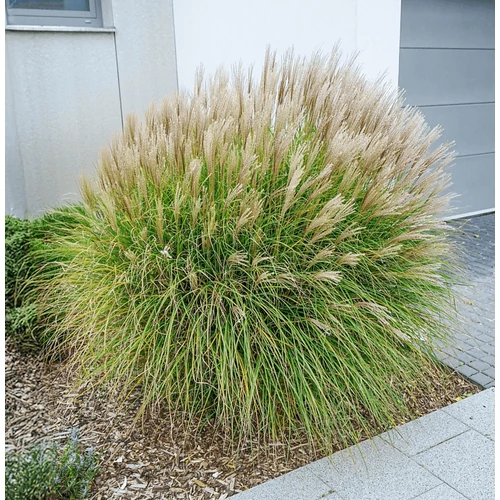 Miscanthus sinensis 'Yakushima Dwarf'