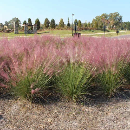 Muhlenbergia capillaris