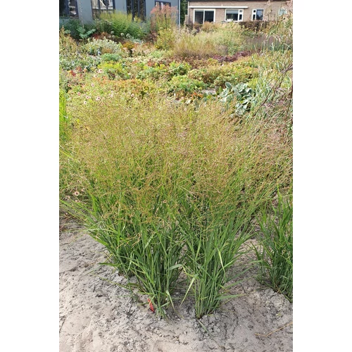 Panicum virgatum 'Buffalo Green' 