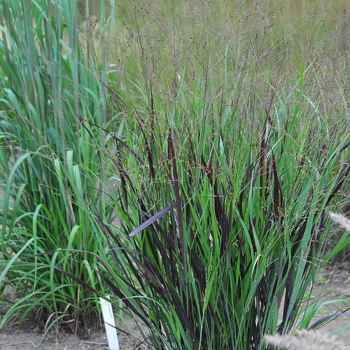Panicum virgatum 'JS Blue Darkness'