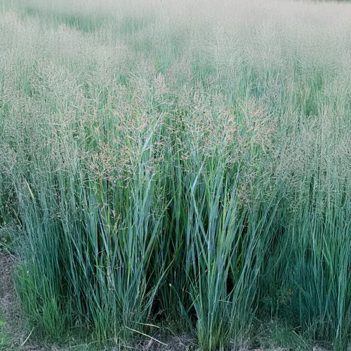 Panicum virgatum 'Prairie Sky'