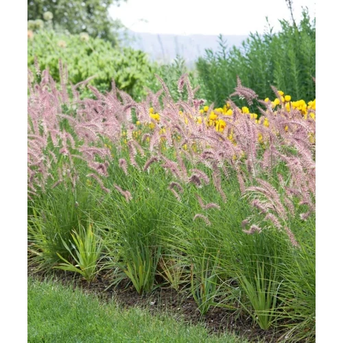 Pennisetum 'Karley Rose'