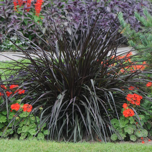 Pennisetum 'Princess Caroline'