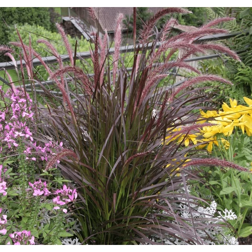Pennisetum advena 'Rubrum'