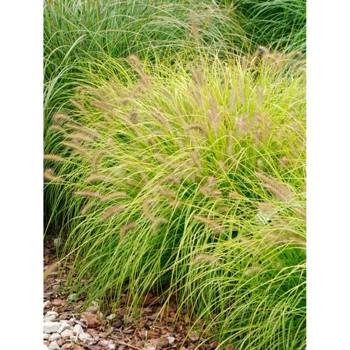 Pennisetum alopecuroides 'Hameln Gold'