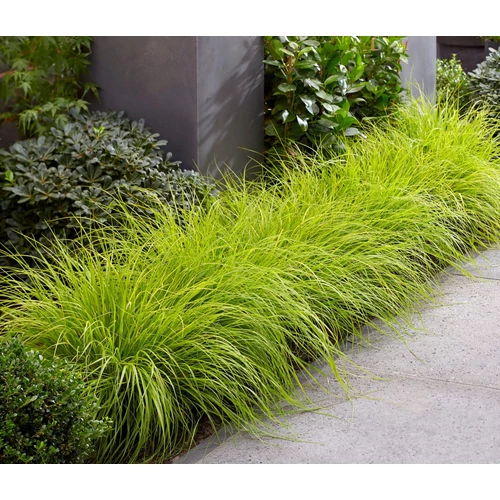 Pennisetum alopecuroides 'JS Jommenik'