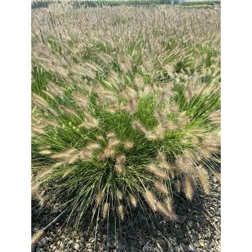 Pennisetum alopecuroides 'Little Bunny'