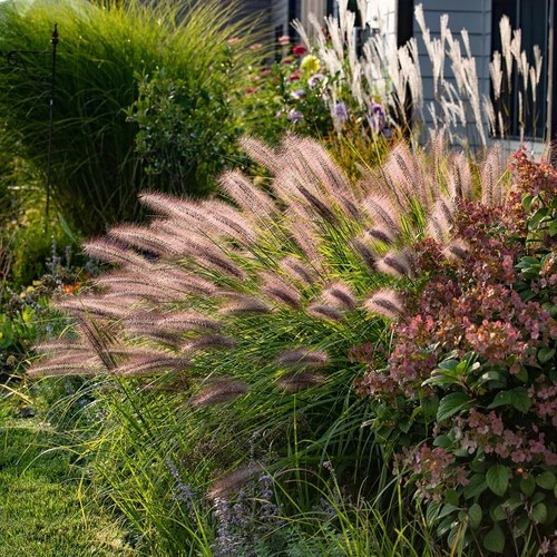 Pennisetum alopecuroides 'Red Head'