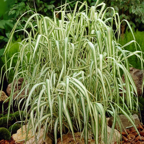 Phalaris arundinacea 'Feesey'