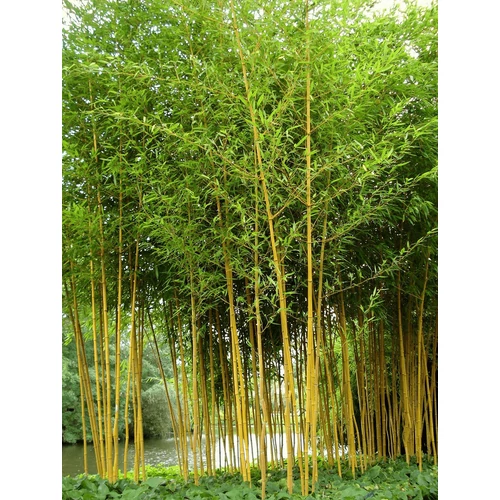 Phyllostachys aureosulcata 'Aureocaulis'