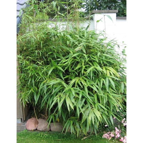 Phyllostachys metake