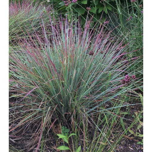 Schizachyrium scoparium 'Standing Ovation'