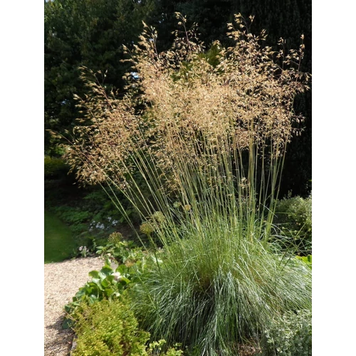 Stipa gigantea