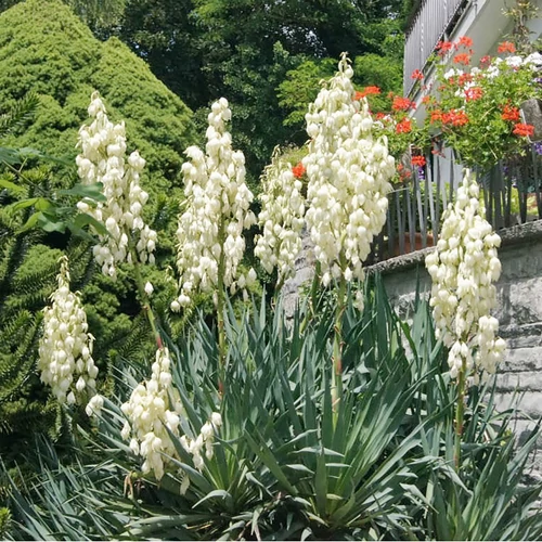 Yucca filamentosa