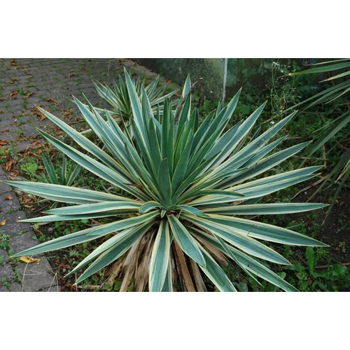 Yucca gloriosa 'Variegata'