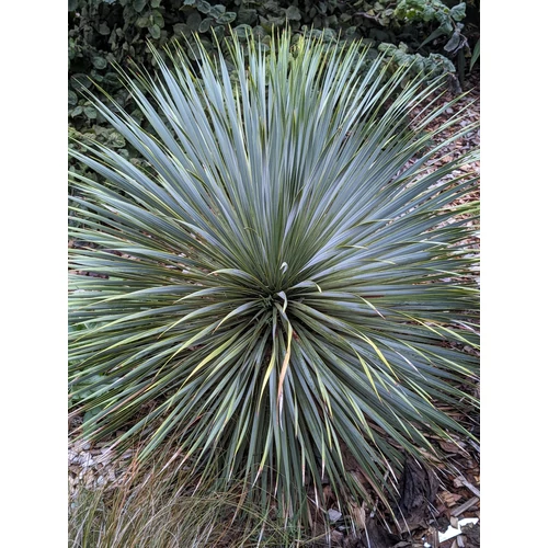 Yucca rostrata 'Sapphire Skies'