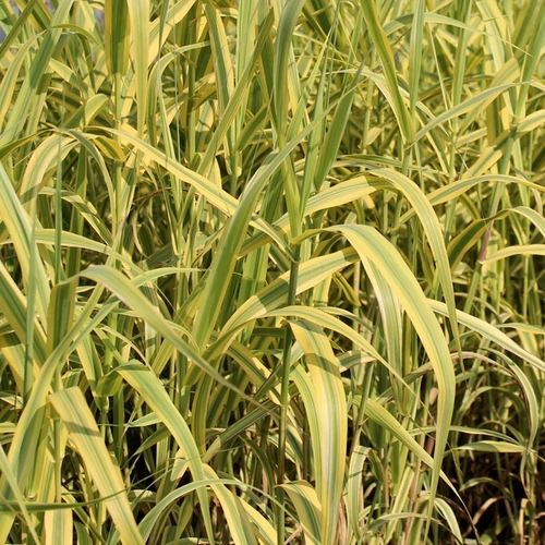 Arundo donax 'Aureovariegata'