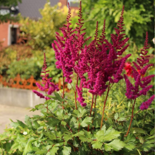 Astilbe chinensis 'Vision in Red'