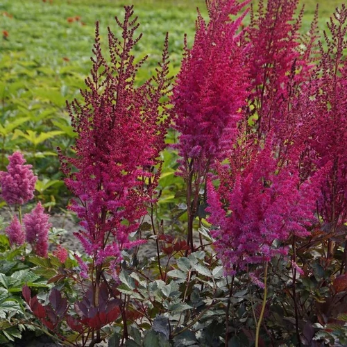 Astilbe 'Choclate Cherry'