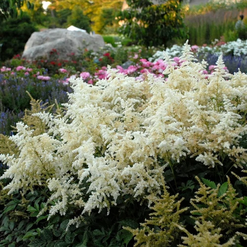 Astilbe japonica 'Deutschland'