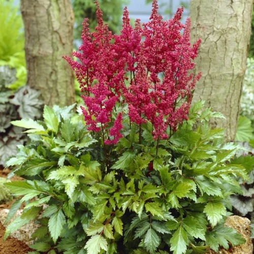 Astilbe japonica 'Elisabeth van Veen'