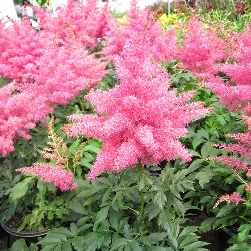 Astilbe 'Younique Cerise'