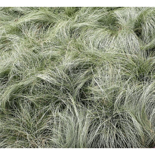 Carex comans 'Amazon Mist'