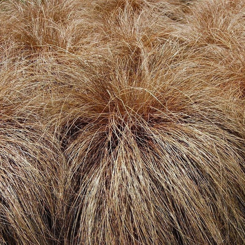 Carex comans 'Bronco'