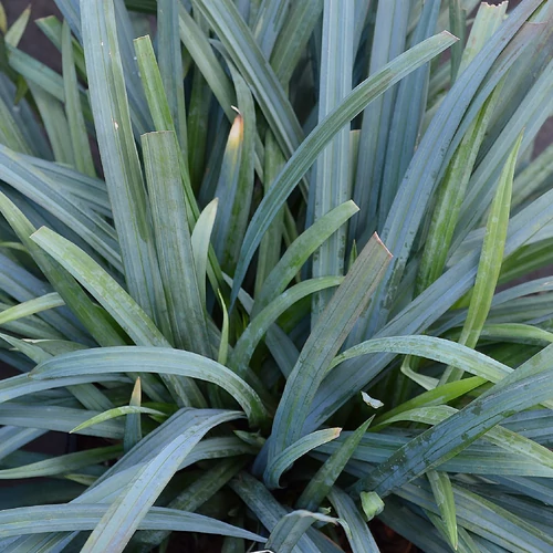 Carex laxiculmis 'Bunny Blue'