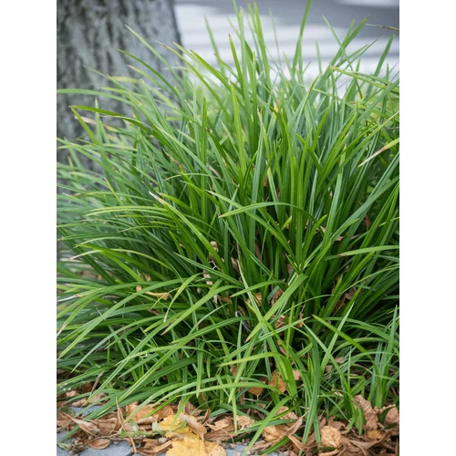 Carex morrowii 'Irish Green'