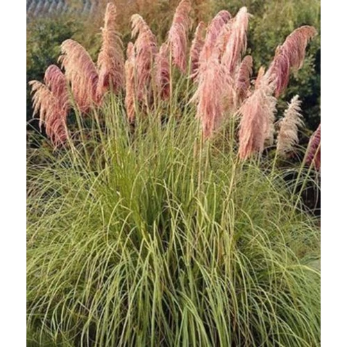 Cortaderia selloana 'Red Mistral'