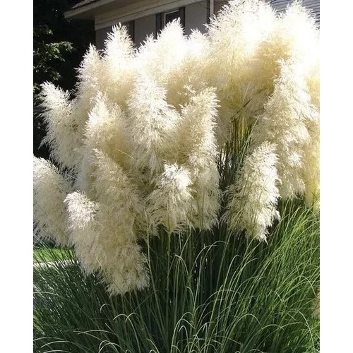 Cortaderia selloana 'White Mistral'