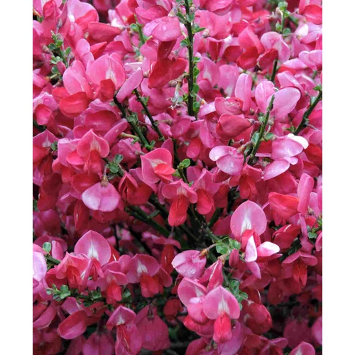 Cytisus 'Hollandia'